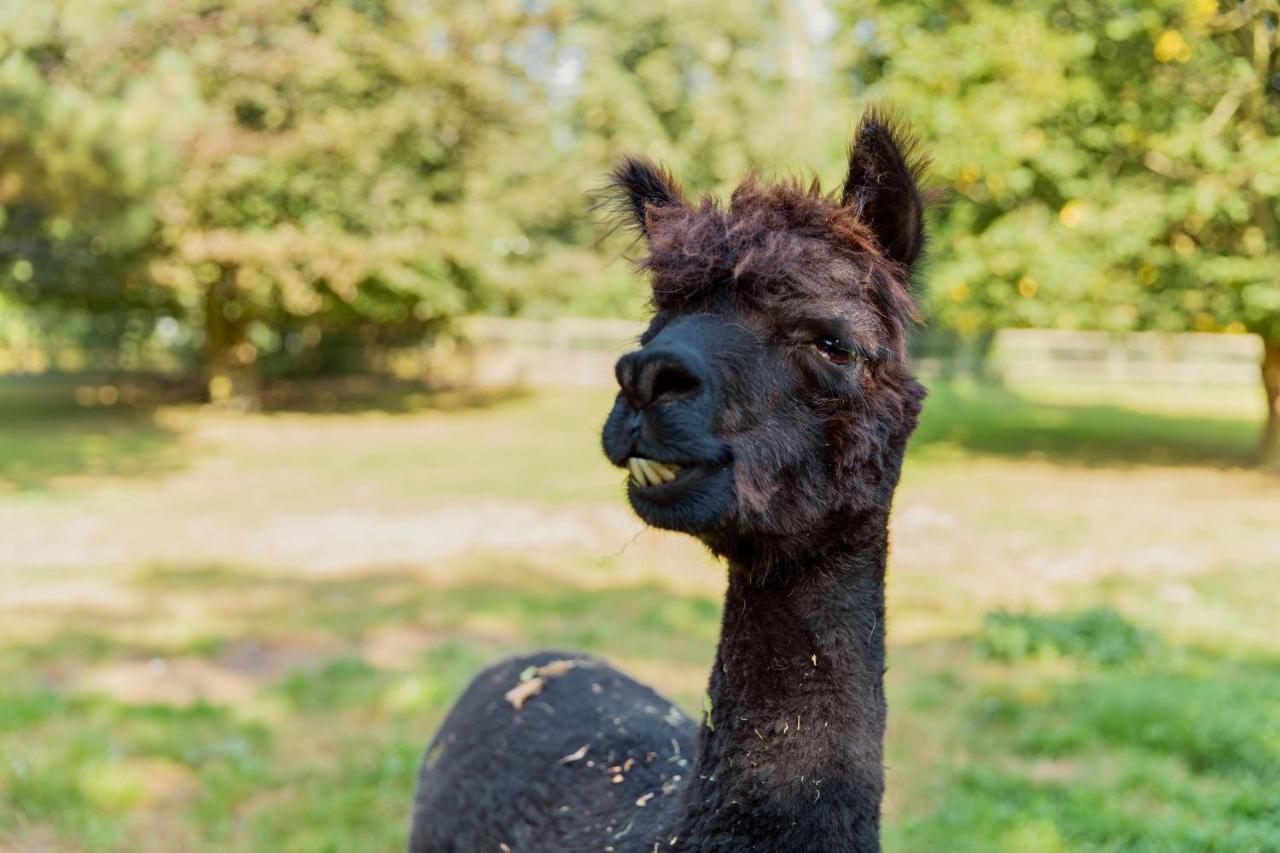 Horsley Hale Farm Glamping Ξενοδοχείο Ely Εξωτερικό φωτογραφία