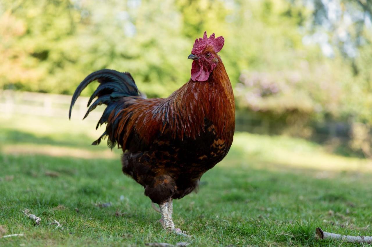 Horsley Hale Farm Glamping Ξενοδοχείο Ely Εξωτερικό φωτογραφία