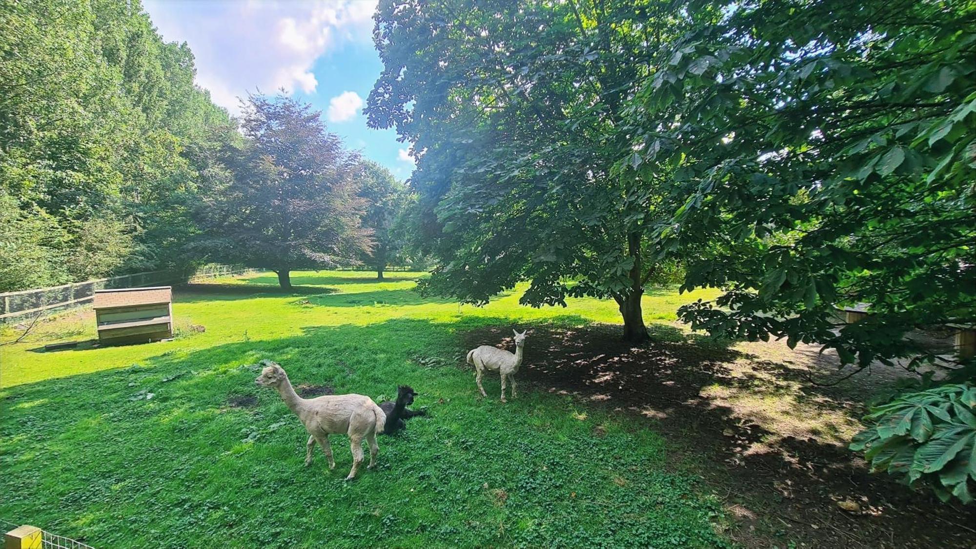 Horsley Hale Farm Glamping Ξενοδοχείο Ely Δωμάτιο φωτογραφία